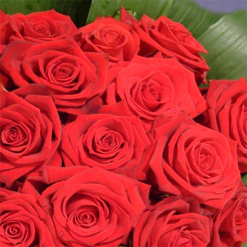 Big Pictures Of Red Roses. dozen red roses sitting on